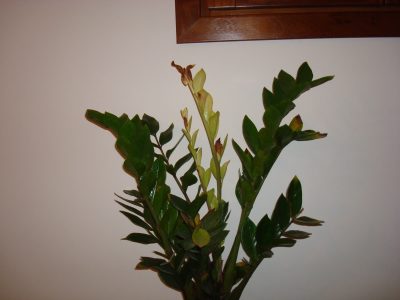 La planta que aguanta todo, no necesita muchos cuidados y atrae la abundancia a tu hogar