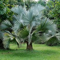 La exótica palmera que tiene hojas azules y que le da elegancia a cualquier espacio