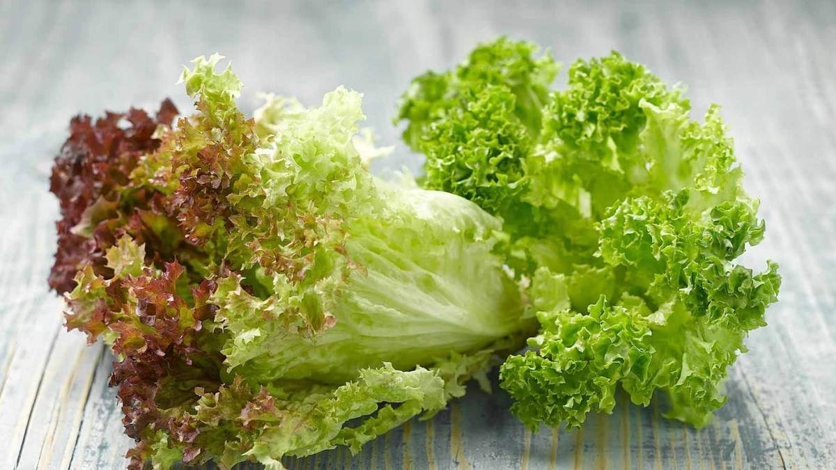 Lechuga. Fuente: (X)