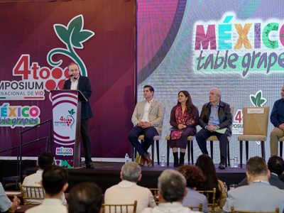 Durazo consolida a Sonora como líder en producción de uva de mesa