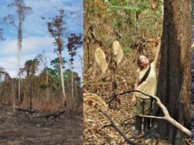 El Niño transformó un sector de la Amazonia en gran emisor de carbono
