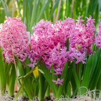 Plantas hermosas y sanas: el verdadero truco para tener tu jardín lleno de flores en primavera