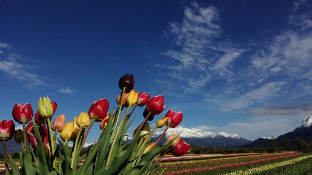 Tulipanes en Trevelín. Fuente: (Twitter)