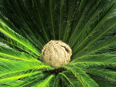 No gastes en el vivero, mirá cómo podés hacer estas macetas gratis, ideal para plantas colgantes