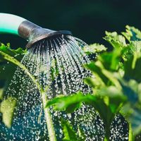 Con 1 hisopo y 1 botella de plástico: el dispositivo autorriego para mantener siempre tus plantas lindas y rozagantes