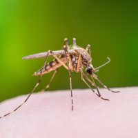 Las 3 plantas más buscadas que ahuyentan los mosquitos y llenan tu jardín de color y rico aroma