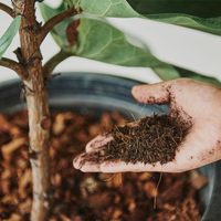 No compres fertilizantes caros: prepará el mejor abono para tus plantas en casa sin gastar un peso