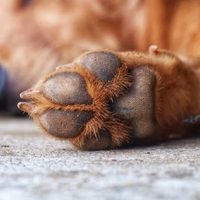 No limpies jamás la orina de tus mascotas con lavandina, mirá lo que puede ocurrir