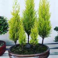 4 plantas de Pino que son perfectas para colocar en tu jardín y darle un toque único
