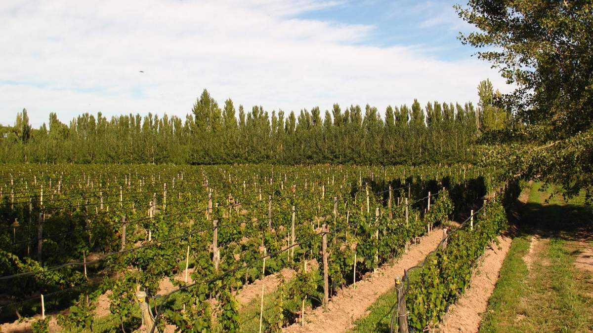 Bodega que ofrece enoturismo. Fuente:(Twitter)