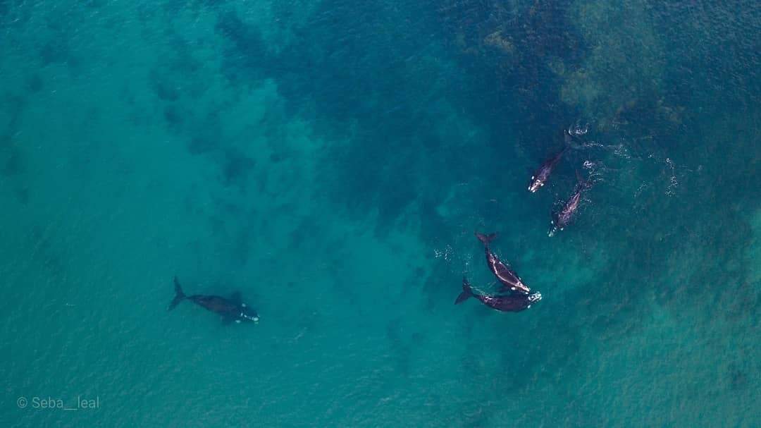 Ballenas en Las Grutas