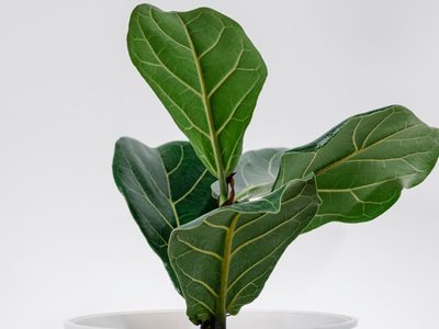 La planta de moda que todos quieren, pero que requiere un cuidado especial para crecer hermosa