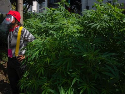 Vendedores de mariguana pagan mil pesos a La Unión Tepito para que los dejen comerciar la hierba