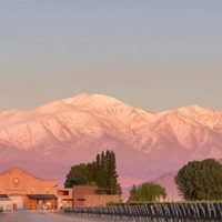 Vendimia en Mendoza: excelentes uvas y la más atípica de la historia