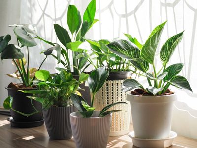Con azúcar y un trapo: reproducí tus plantas favoritas sin parar con este efectivo y sencillo truco