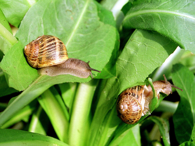 El secreto de los viveristas para eliminar por fin a los caracoles y babosas de tu huerta, sin gastar fortuna