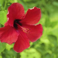 Hibiscus: cómo cuidar la planta de interior que florece casi todo el año y tiene muchas propiedades