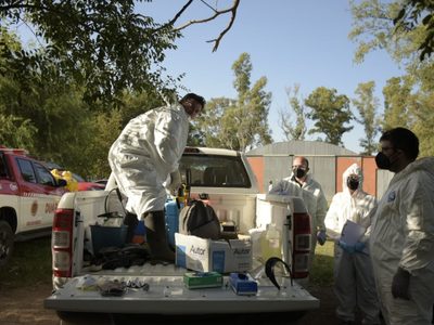 Por un caso positivo de gripe aviar, sacrificarán 40 mil gallinas en una granja de Plottier