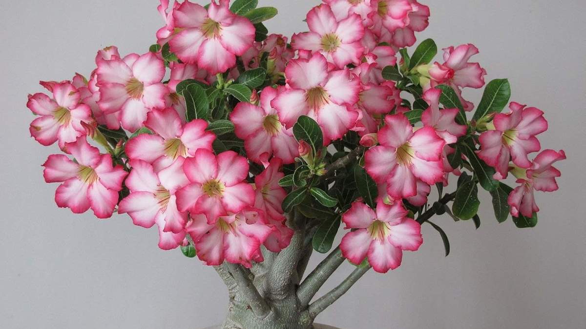 Rosa del desierto. Fuente: (Instagram).