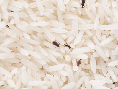 Con un simple truco casero, eliminá los gorgojos de tu cocina y no volverán más