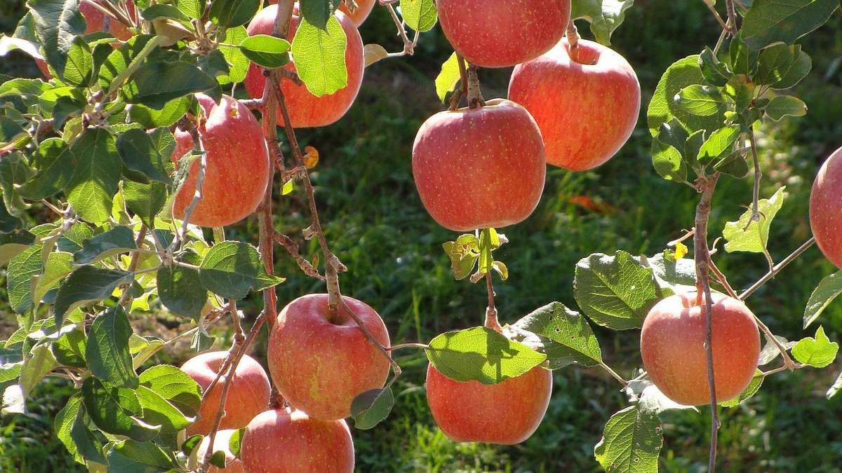 Manzanas con el sello de Toyota. Fuente: (Twitter)