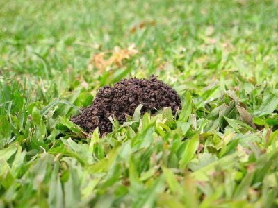 El simple y fácil truco casero para eliminar al insecto que se come todo el césped de tu jardín