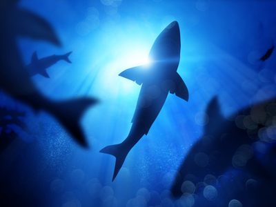 Descubren en Nueva Zelanda 3 especies de tiburones que brillan en la oscuridad