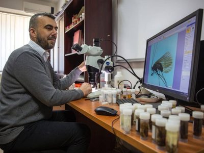 Descubren un nuevo insecto y lo bautizan como "coronavirus"