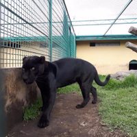La Profepa asegura un jaguar y un león africano en el Estado de México
