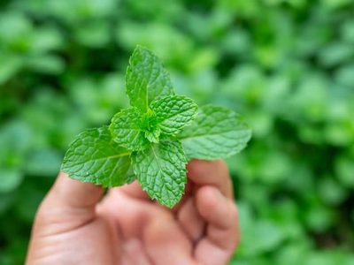 La planta que crece como yuyo en tu jardín y que atrae la riqueza y prosperidad