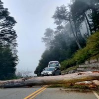 Cortaron la Ruta de los Siete lagos por la caída de un gran árbol cerca del mirador de Lago Escondido