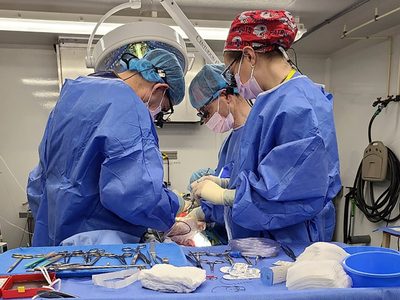 ¿Cerdos podrían ayudar a personas con insuficiencia hepática? Esto es lo que muestra un experimento