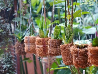 5 plantas muy resistentes: no necesitan mucho cuidado y le aportan mucha belleza a tu hogar