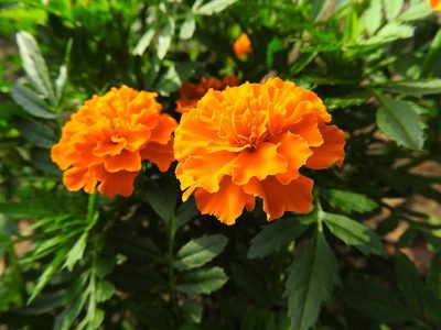 Plantas: la flor que pocos saben que se puede comer y cuyo sabor se asemeja a la pimienta