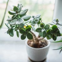 Suculentas: secretos para cuidar el árbol de jade, la crasa que atrae la buena suerte