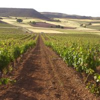 Premian al enoturismo en la célebre región de la Ribera del Duero