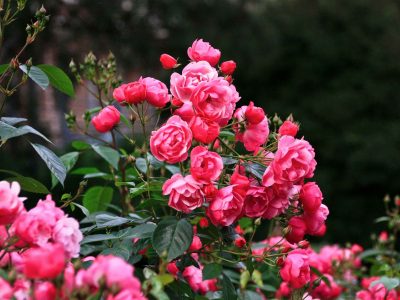 Las plantas enredaderas y trepadoras más lindas y fáciles de cuidar para tener mucho verde todo el año