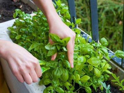 Los sencillos trucos que tenés que conocer para mantener tu planta de albahaca sana y rozagante