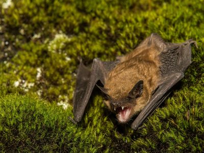 Se despertó con un murciélago en el cuello y murió de rabia: el caso que atemoriza a Estados Unidos