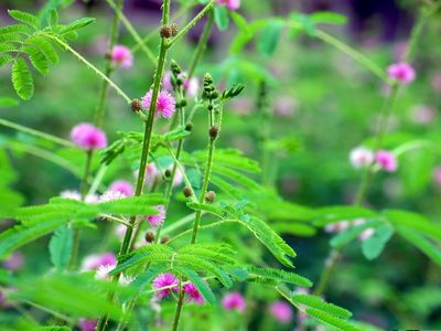 Curiosa y exótica: la planta de interior que se estresa si la tocás y cierra sus hojas