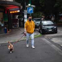 Agricultura confirma cuatro casos de covid en mascotas del área metropolitana de la CDMX