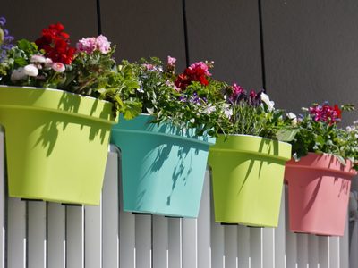 Balcón verde: cinco plantas ideales para crear un pequeño oasis