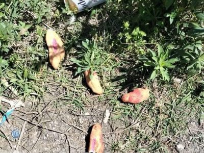 Niños murieron por inhalar insecticida, no por comer pan envenenado, concluye fiscalía de Chiapas