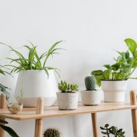 Decoración: plantas en macetas pequeñas son la tendencia de este verano