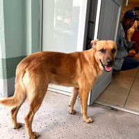 “Palomo”, el perro que localizó a Don Goyo, de 84 años tras pasar ocho días perdido