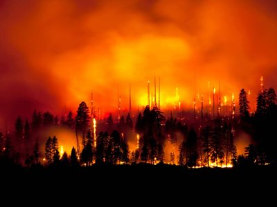 Hallaron vestigios de los incendios forestales más antiguos encontrados: tienen 430 millones de años