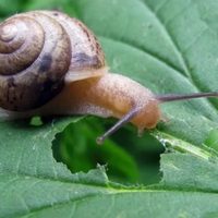 Que no se coman tu jardín: 3 trucos caseros para deshacerte para siempre de caracoles y babosas