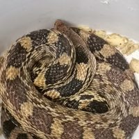 Hallan una serpiente en la Línea 1 del Metro