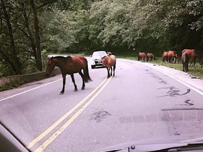 Buscan sancionar una ley que pretende evitar la presencia de animales sueltos en las rutas