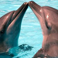 Descubrieron que los delfines tienen un método inusual para reconocer a sus amigos sin verlos